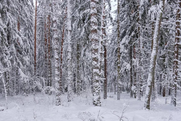 Χειμερινό Τοπίο Χιονισμένο Κωνοφόρο Δέντρο Σταθεί Πεύκα Πρώτο Πλάνο Bialowieza — Φωτογραφία Αρχείου