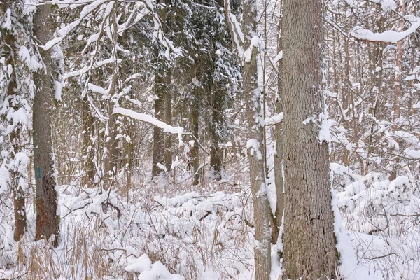 Ön planda meşe ağaçları, Bialowieza Ormanı, Polonya ve Avrupa ile karlı yaprak döken kışın manzarası