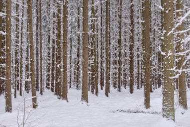 Karlı kozalaklı ağaçların kış manzarası ön planda çam ağaçları, Bialowieza Ormanı, Polonya, Avrupa
