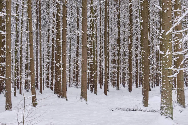 Karlı kozalaklı ağaçların kış manzarası ön planda çam ağaçları, Bialowieza Ormanı, Polonya, Avrupa