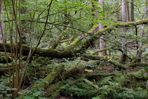 Estande Caduco Com Galhos Carvalho Quebrados Floresta Bialowieza Polônia Europa — Fotografia de Stock