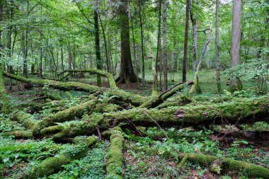 Sabah yaprak döken ormanlarda eski ağaçlar ve kısmen çökmüş ağaçlar, Bialowieza Ormanı, Polonya, Avrupa