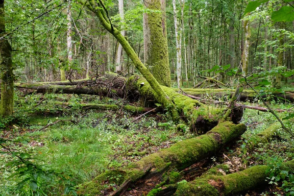 Manhã Floresta Decídua Com Árvores Velhas Quebradas Parcialmente Declinadas Floresta — Fotografia de Stock