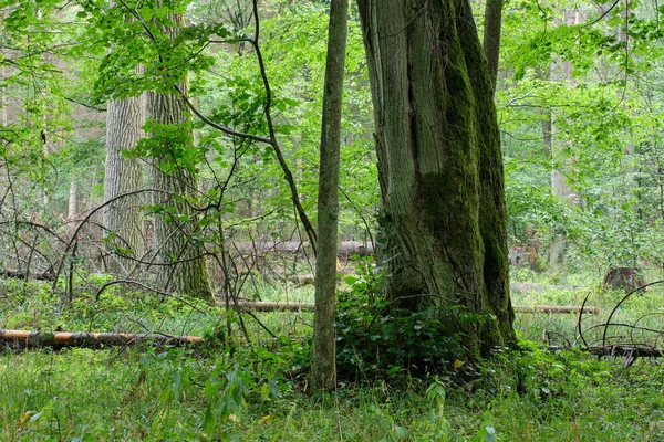 Sonbaharda Sisli Meşe Yaprakları Planda Yaşlı Ihlamur Ağacı Bialowieza Ormanı — Stok fotoğraf