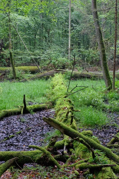 Πρωί Φυλλοβόλο Δάσος Παλιά Δέντρα Και Σπασμένα Μέρει Μειώθηκε Αυτά — Φωτογραφία Αρχείου