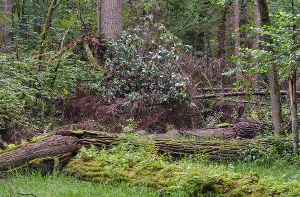 Πρωί Φυλλοβόλο Δάσος Παλιά Δέντρα Και Σπασμένα Μέρει Μειώθηκε Αυτά — Φωτογραφία Αρχείου