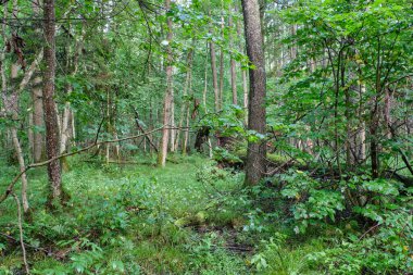 Yaprak döken ormanlarda puslu bir gün doğumu sabahı yaşlı kızılağaç ağaçlarıyla, Bialowieza Ormanı, Polonya, Avrupa