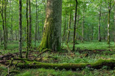 Yazın sabah sisinde meşe ağaçları, Bialowieza Ormanı, Polonya, Avrupa