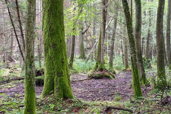 Árvores Amieiro Preto Velho Floresta Caduca Floresta Bialowieza Polônia Europa — Fotografia de Stock