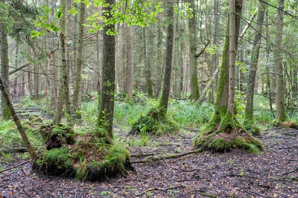 Gamla Svarta Aldträd Lövskog Bialowieza Forest Polen Europa — Stockfoto