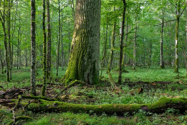 Old Oak Trees Morning Mist Summer Bialowieza Forest Poland Europe — Stock Photo, Image