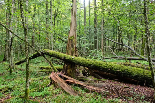 Mañana Bosque Caducifolio Con Árboles Viejos Rotos Parcialmente Declinados Bosque — Foto de Stock