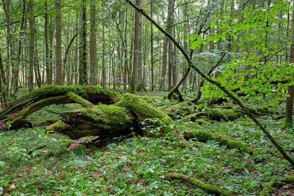Ochtend Loofbos Met Oude Bomen Gebroken Gedeeltelijk Vervallen Bomen Bialowieza — Stockfoto