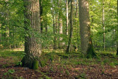 Yazın sabah sisinde meşe ağaçları, Bialowieza Ormanı, Polonya, Avrupa