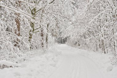 Toprak yol karlı yaprak döken durağı, Bialowieza Ormanı, Polonya, Avrupa