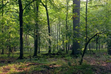 Yazın sisli ve güneş ışığının girdiği Bialowieza Ormanı, Polonya ve Avrupa 'daki doğal yaprak döküntüsü standı