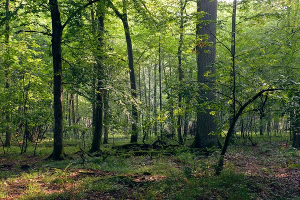 Természetes Lombhullató Állvány Nyári Ködben Napsugárban Bialowieza Forest Lengyelország Európa — Stock Fotó