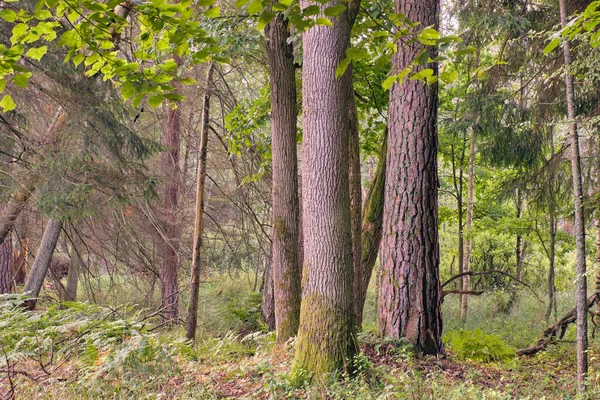 Παλιά Δέντρα Πρωί Του Καλοκαιριού Bialowieza Δάσος Πολωνία Ευρώπη — Φωτογραφία Αρχείου