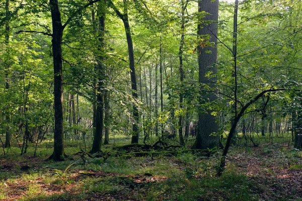 Estande Decíduo Natural Névoa Verão Eixo Raio Solar Entrando Floresta Imagem De Stock