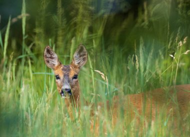Dişi Roe Geyiği (Capreolus capreolus) koyu arkaplan, Bialowieza Ormanı, Polonya, Avrupa