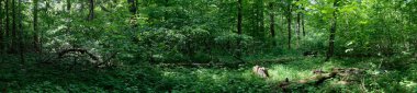 Bahar mevsimi meşe ve kırık ağaçlarla dolu yaprak döken orman manzarası, Bialowieza Ormanı, Polonya, Avrupa