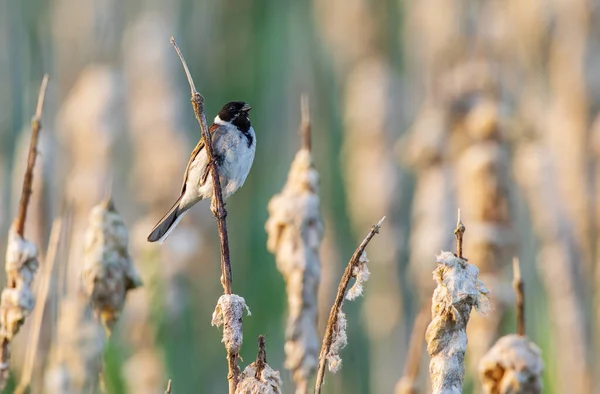 Common Reed Bunting Schoeniclus Schoeniclus Reed Podlaskie Voivodeship Poland Europe — Stock fotografie