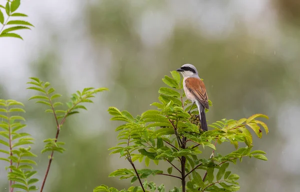 Red Backed Shrike Lanius Collurio Pes Tree Watching Podlaskie Voivodeship — Stock fotografie