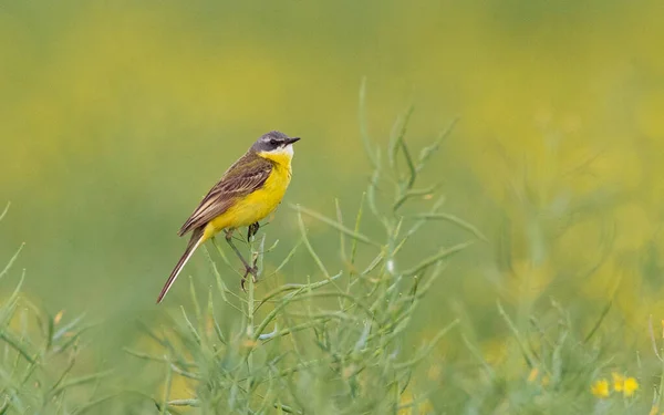 Yellow Wagtail Motacilla Flava Spring Rapeseed Plant Background Poland Europe — Stock fotografie