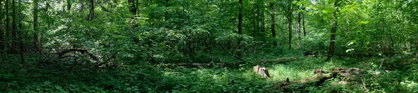 Voorjaar Oud Loofbos Panorama Met Eiken Gebroken Bomen Bialowieza Forest Rechtenvrije Stockafbeeldingen