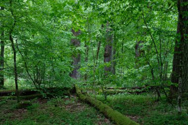 Yaşlı meşe ağaçları ve boynuz direğiyle doğal yaprak döken ağaçlar, Bialowieza Ormanı, Polonya, Avrupa