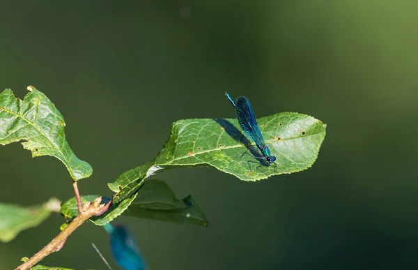 Banded Demoiselle Calopteryx Splendens Leag Summer Bialowieza Forest Poland Europe — Stock Photo, Image