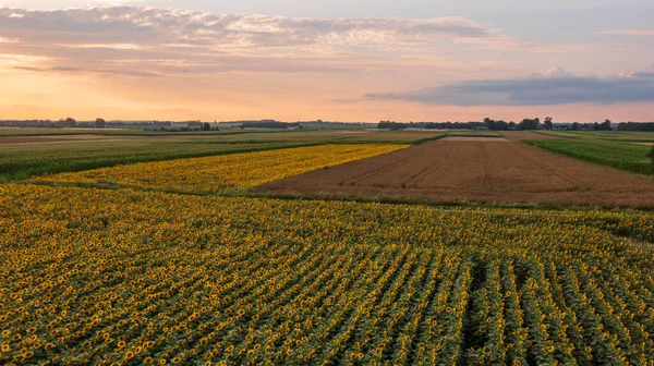ひまわり畑とトウモロコシ畑の上に夕日の空と斜めの景色 Podlaskie Voivoidship ポーランド ヨーロッパ — ストック写真