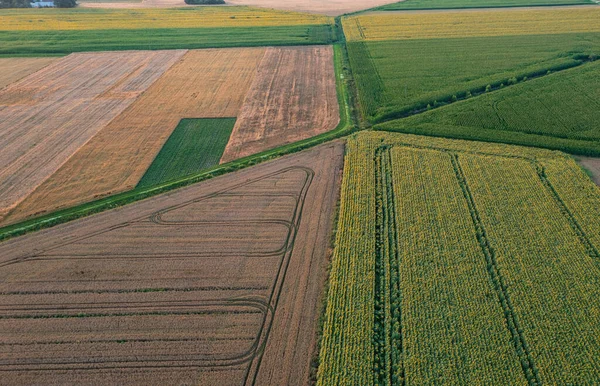 Sunflower Corn Another Crop Fields Diagonal View Podlaskie Voivodeship Poland — Stock Photo, Image