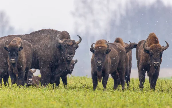 Mandrie Bisonti Europei Che Riposano Nelle Nevicate Voivodato Podlaskie Polonia — Foto Stock