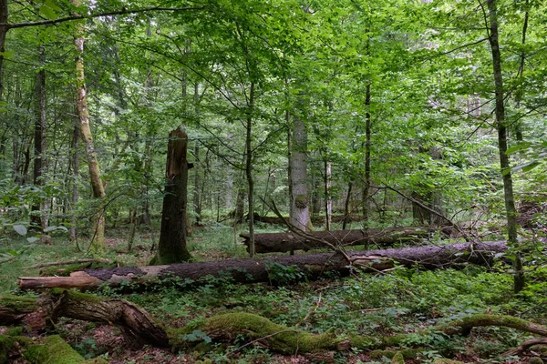 Summertime deciduous forest with broken dead tree partly declined in foreground, Bialowieza Forest,Poland,Europe