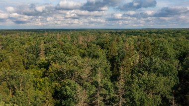 Bialowieza Ormanı 'nın Polonyalı kısmı Hajnowka' nın doğusunda, ön planda bazı ölü ağaçlarla birlikte, Bialowieza Ormanı, Polonya, Avrupa