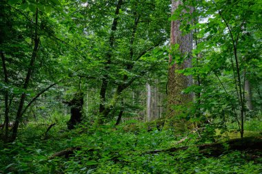 Yazın yaprak döken ormanlarda arka planda eski bir meşe ağacı, Bialowieza Ormanı, Polonya, Avrupa