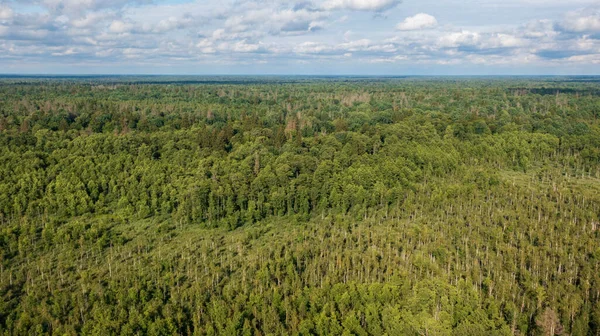 Parte Polacca Della Foresta Bialowieza Est Dalla Vista Aerea Hajnowka — Foto Stock