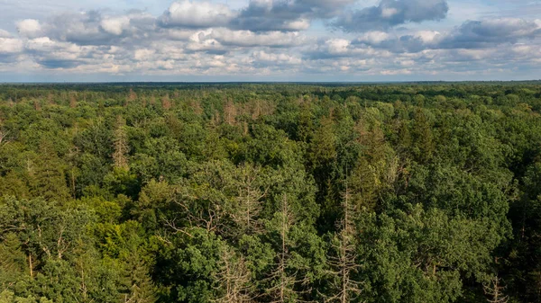 Partie Polonaise Forêt Bialowieza Est Hajnowka Vue Aérienne Avec Quelques Photo De Stock