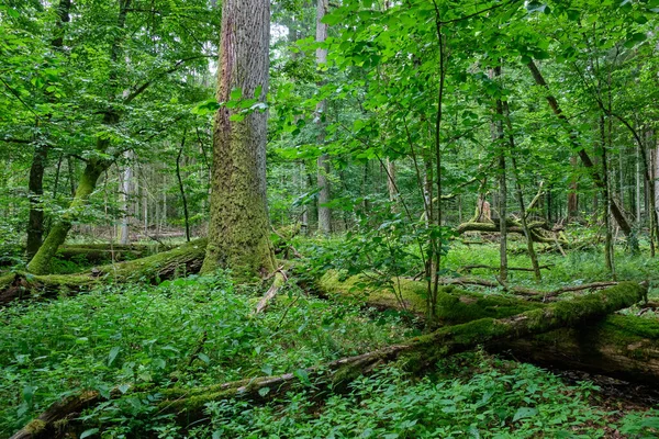 Bosque Caducifolio Verano Con Viejo Roble Monumental Fondo Bosque Bialowieza — Foto de Stock
