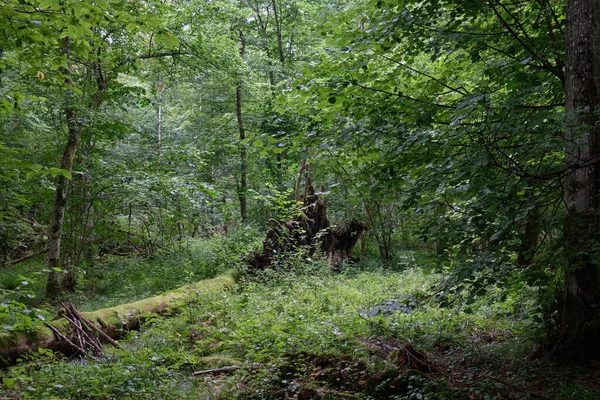 Θερινό Φυλλοβόλο Δάσος Σπασμένες Ρίζες Βελανιδιάς Στο Παρασκήνιο Bialowieza Forest — Φωτογραφία Αρχείου