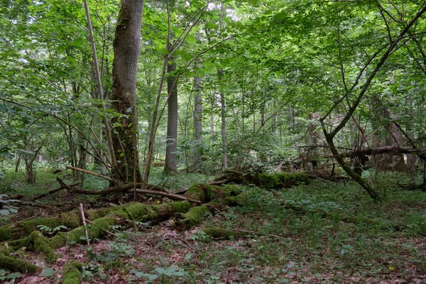 Letni Las Liściasty Pękniętą Gałęzią Dębu Pierwszym Planie Puszcza Białowieska — Zdjęcie stockowe