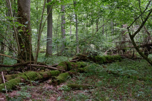 Letni Las Liściasty Pękniętą Gałęzią Dębu Pierwszym Planie Puszcza Białowieska Obraz Stockowy