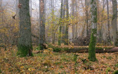 Puslu sabah sonbahar doğal yaprak döken orman Bialowieza orman, Polonya, Europe