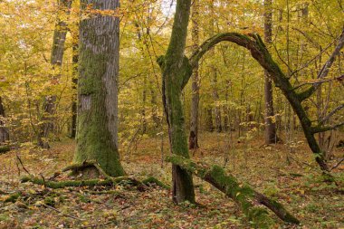 Hornbeam ağaçları ve kırık çam ağaçları arkasında yatıyor, Bialowieza Ormanı, Polonya, Avrupa