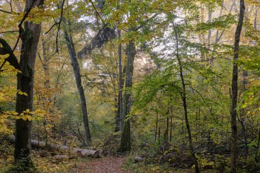 Boynuz kirişi ağaçları ve kırık destek arkasında yatıyor, Bialowieza Ormanı, Polonya, Avrupa