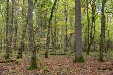 Sonbaharda korna ve meşe ağaçlarıyla enkaz tezgahı, Bialowieza Ormanı, Polonya, Avrupa