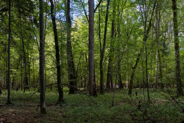 Stand Caducifolio Con Vigas Cuernos Roble Otoño Bosque Bialowieza Bielorrusia —  Fotos de Stock