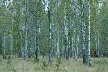 Kuru otları, Podlaskie Voyvodeship 'i, Polonya ve Avrupa' sı olan Güzel Sonbahar Birch Korusu