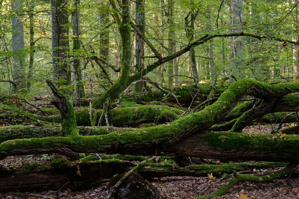 Oude Loofbomen Herfst Met Oude Eiken Haagbeuk Nationaal Park Belowezskaya — Stockfoto